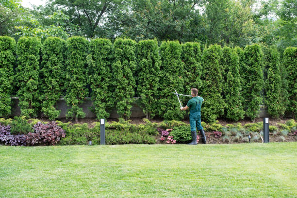 Professional  Tree Services in Seymour, TN