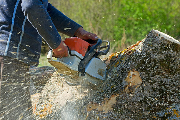 Why Choose Our Tree Removal Services in Seymour, TN?